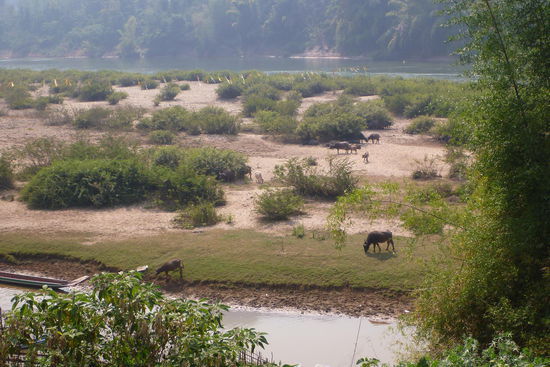 und wenige Meter entfernt kann man auf den Fluss und sich im Schlamm wälzende Wasserbüffel blicken