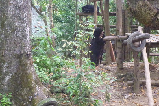 Bear Rescue Centre