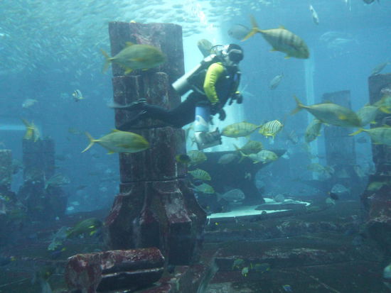 The Lost Chambers Aquarium im Hotel Atlantis