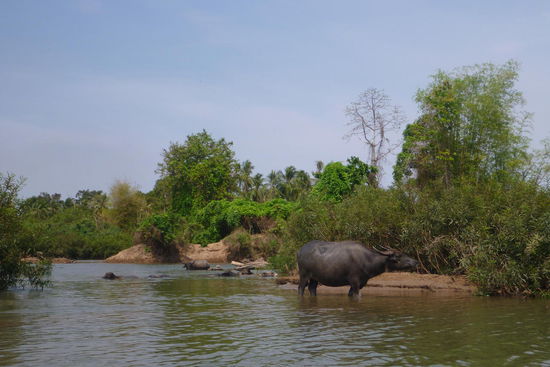 Wasserbüffel vom Kajak aus