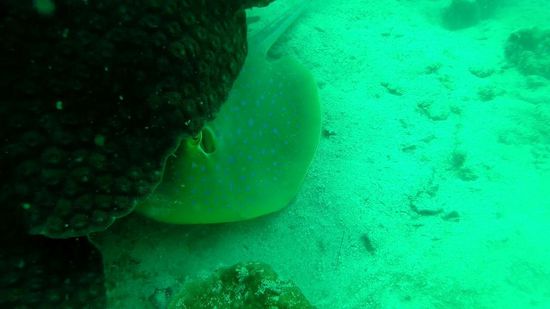 Blaupunktrochen unter Fels