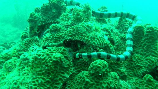 die wohl giftigste Schlange der Welt, wie uns später gesagt wurde