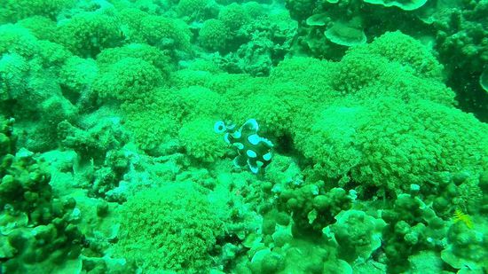 wenn ich jetzt nur wüsste wie der Genosse heißt 