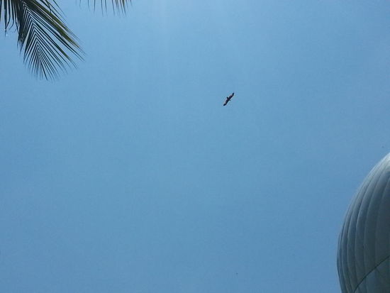 und Adler (leider etwas weit weg, hab aber kein besseres Foto)