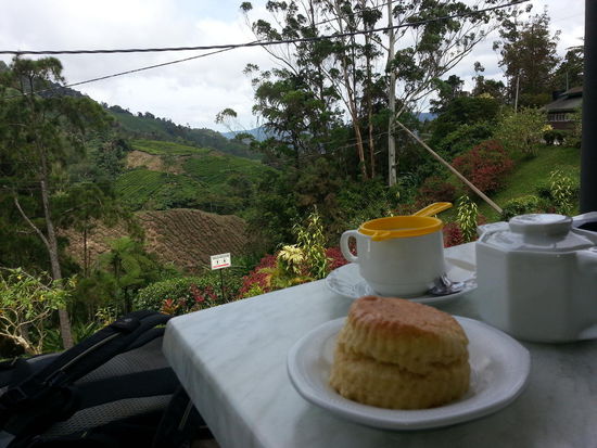 Tee mit Aussicht auf Teeplantage