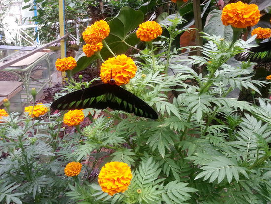 Butterfly Park