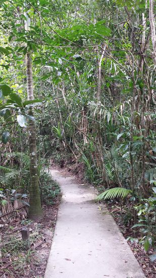 Trek durch Regenwald