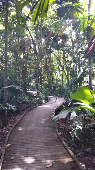 Trek durch Regenwald