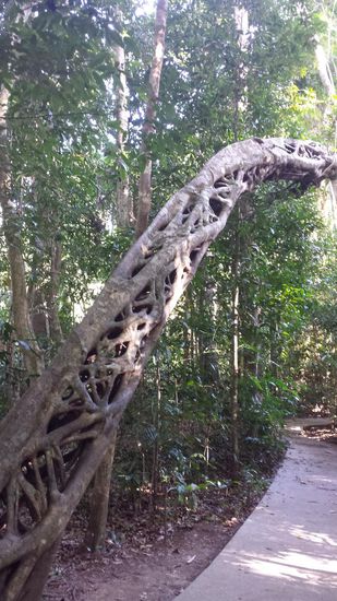 Trek durch Regenwald