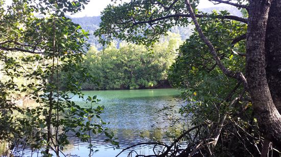 Trek durch Regenwald