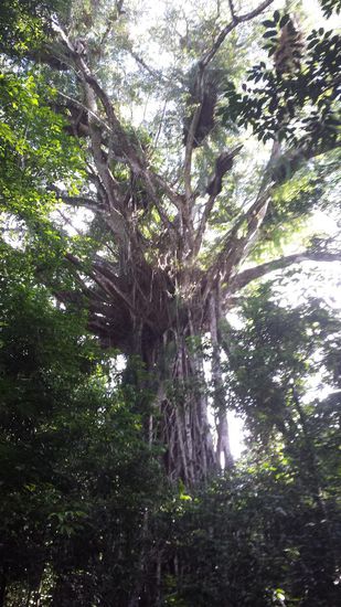 Fig Cathedral Tree
