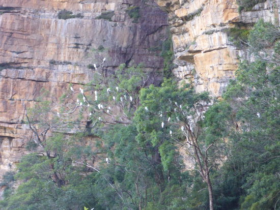 Mehrzahl von Kakadu (wie heißt das?)