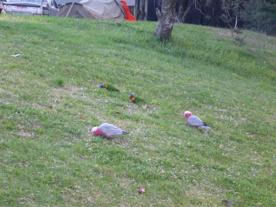 allerlei bunte Vögel