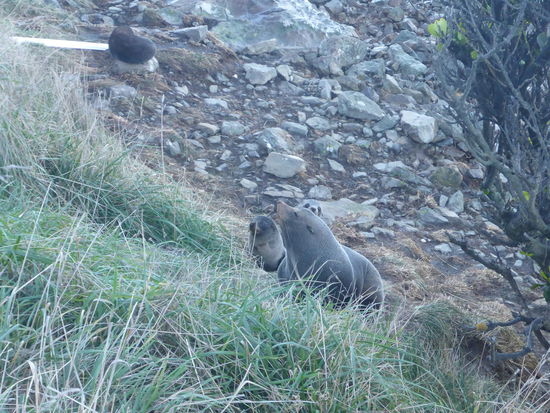 Robben direkt neben der Straße