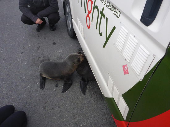 unter unserem Camper scheint es angenehm warm zu sein 
