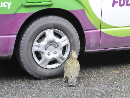 Kea knappert an Reifen 