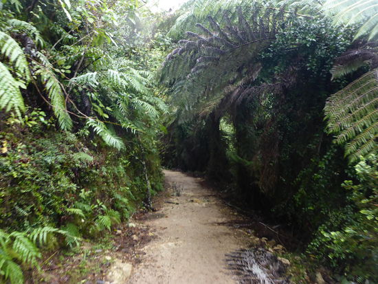 Costal Walk Abel Tasman