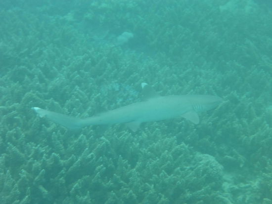 White Tip Shark