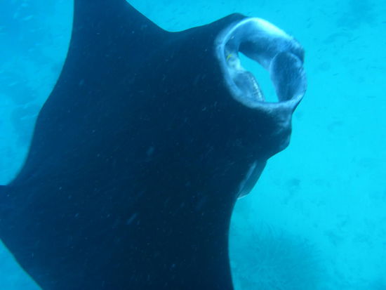 Mantarochen