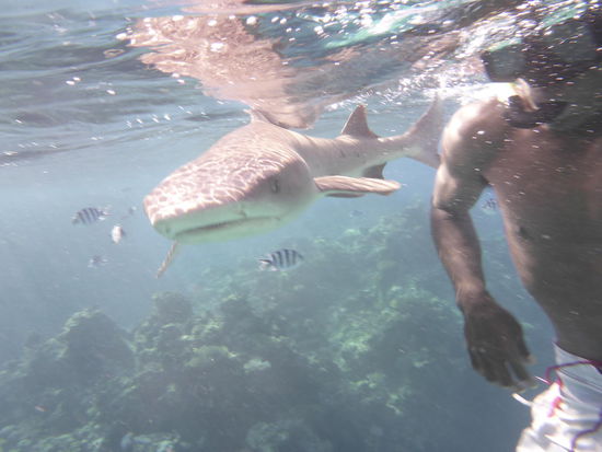White Tip Shark...