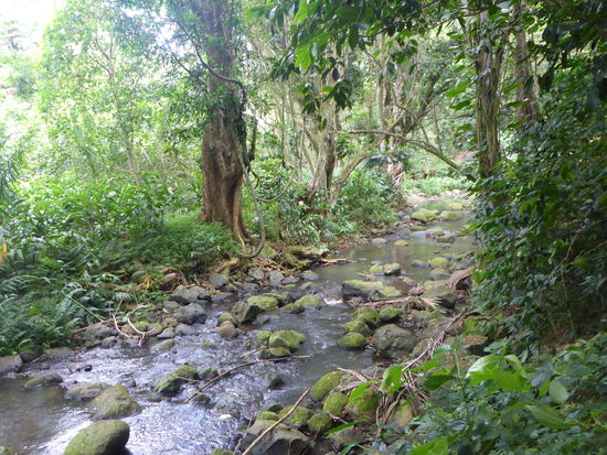 Maunawili Falls Trail