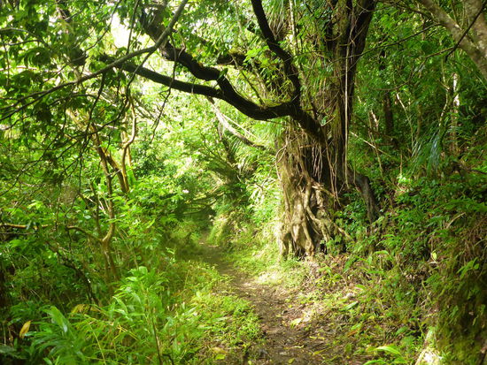 Tantalus Kalawahine Trail