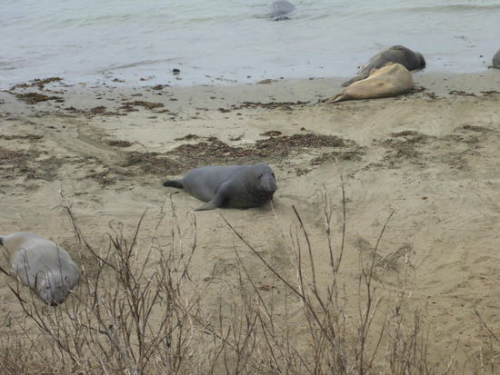 Seeelefanten...leider sieht man auf den Bildern nicht wirklich wie groß die Tiere waren
