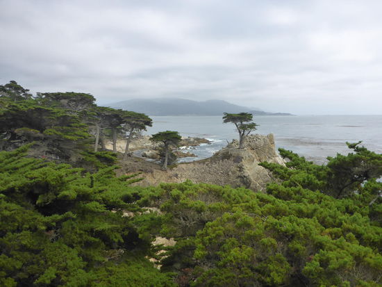 Monterey - 17Mile Drive