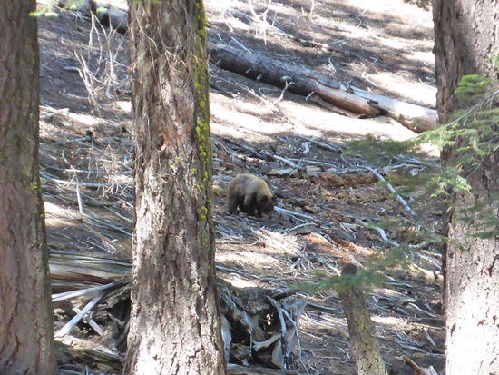 da ist er...der Braunbär
