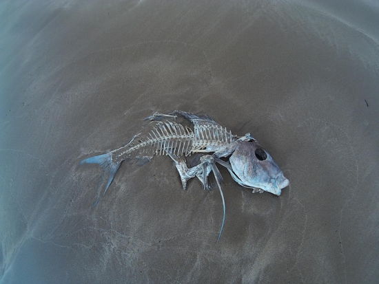 Mit meinem Fischbuddy 