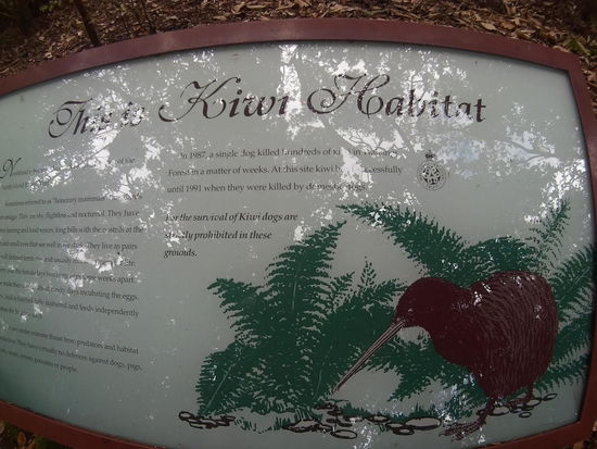 Jetzt mal ehrlich, sieht "meinem" Kiwi doch sehr ähnlich...?