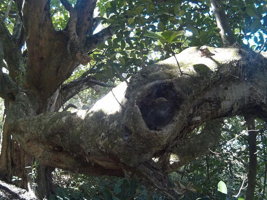 Verwachsene Baumformen