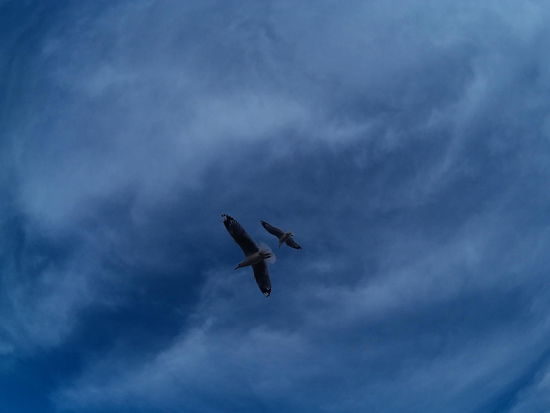 aber jede Menge Möwen