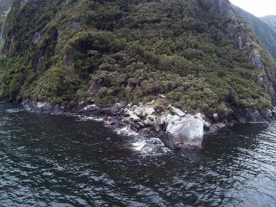 Seehunde, wieder am gammeln,  das ein Leben und lecker roher Fisch die ganze Zeit