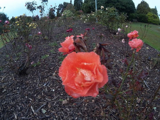 Nee, das ist kein Tau, sondern Regen