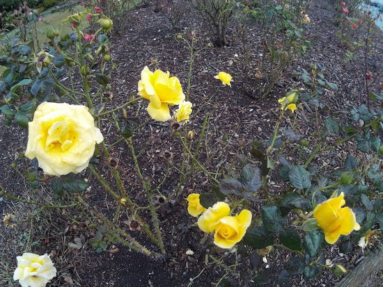 Ja gut genug Rosen...