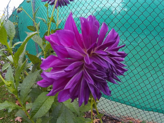 Gibt auch andre Blumen als nur Rosen