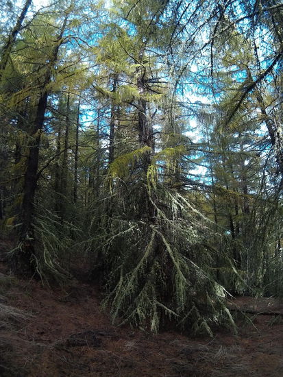 Oben Nadeln und untenrum Moos