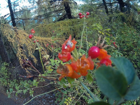 Sieht aus wie Blüten, ist aber angefressen 