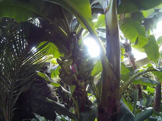 Bananen aus Neuseeland