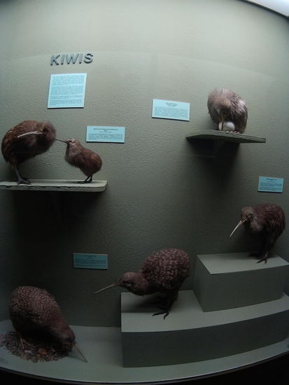 Die verschiedenen Kiwi Arten