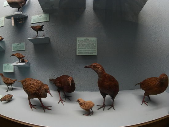 Der Weka... Sehr ähnlich! (wehe, jemand sagt was anderes)