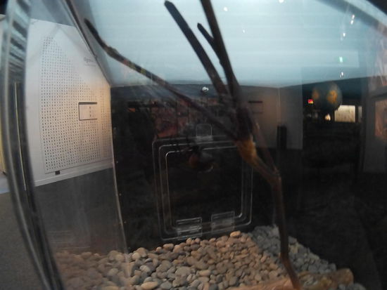 Einsame Redback Spider, leider hier kaum zu sehen