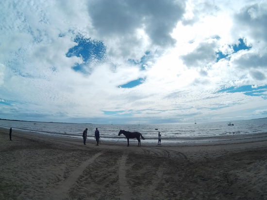 Da steht ein Pferd am Strand