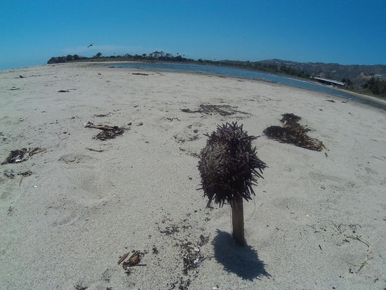 Was macht die hier? Sonnen?