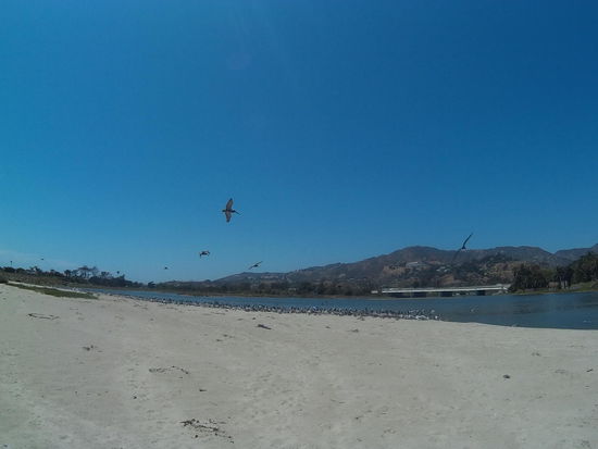 Jede Menge grooooooße Vögel