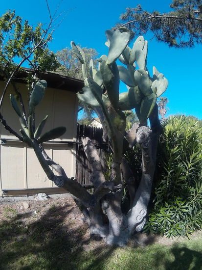 Baumkaktee Kaktusbaum