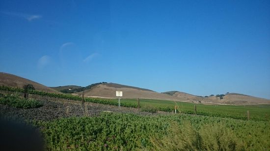 Wieder Felder, wieder Erdbeeren