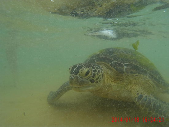 Ja, sieht ein bisschen genervt aus...