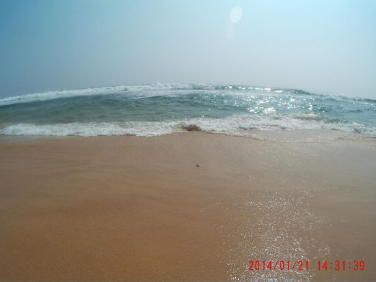 Das einzige Foto des flinken Krebses